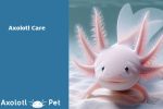 Axolotl Care