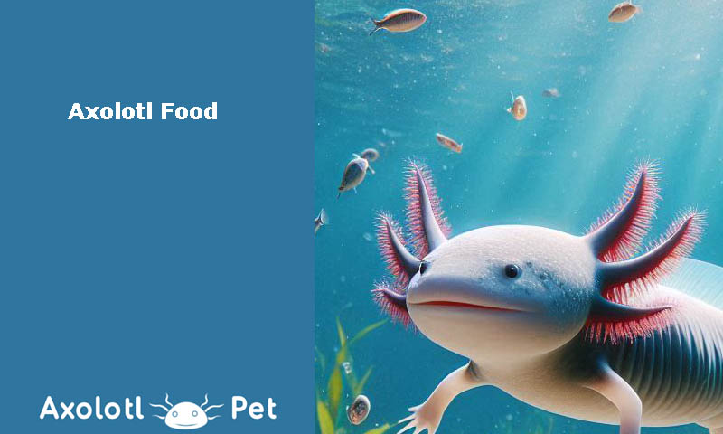 Axolotl-Food