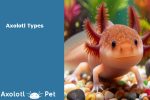 Axolotls Types