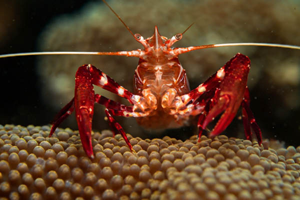 Axolotl Food, Crustaceans