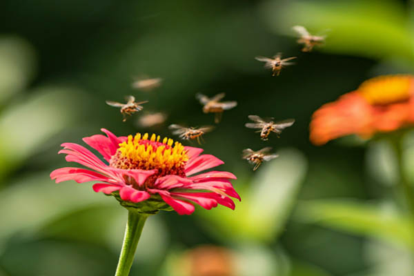 Axolotl Food, Insects