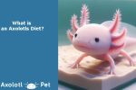 Axolotl-Diet