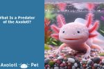 Axolotl-Predator