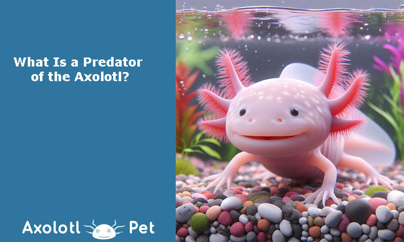 Axolotl-Predator