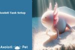 Axolotl Tank Setup