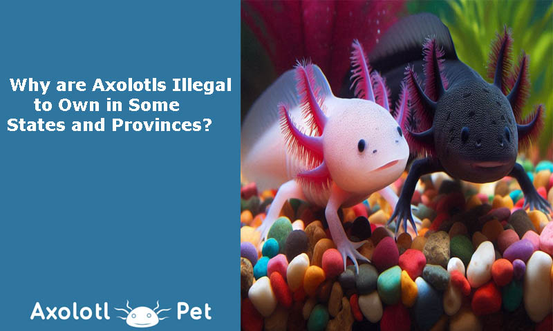 Axolotls Illegal to Own in Some States and Provinces