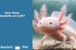 Axolotls - Left