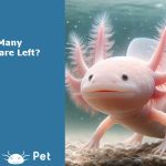 Axolotls - Left