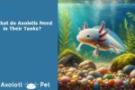 Axolotls Need Tanks