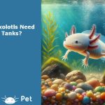 Axolotls Need Tanks