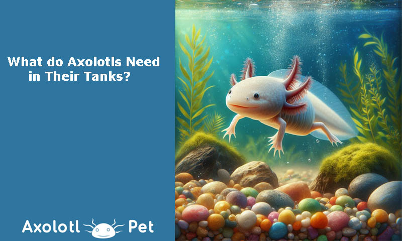 Axolotls Need Tanks