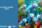 Blue Axolotls Real