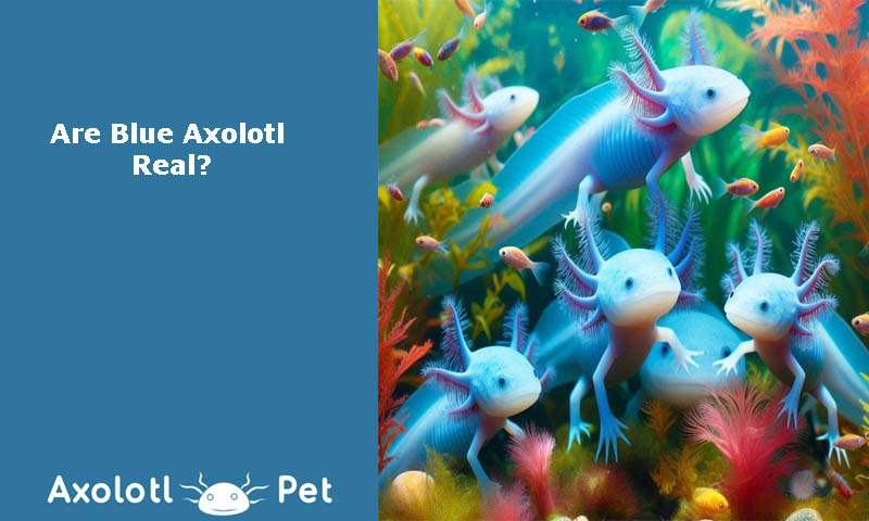 Blue Axolotls Real